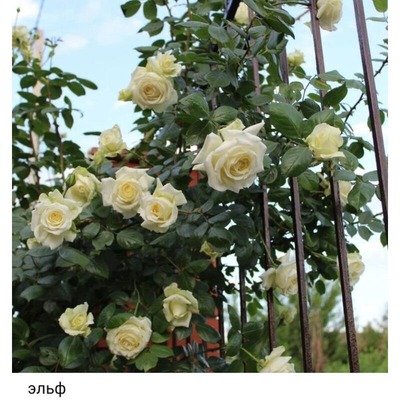 ЭЛЬФ