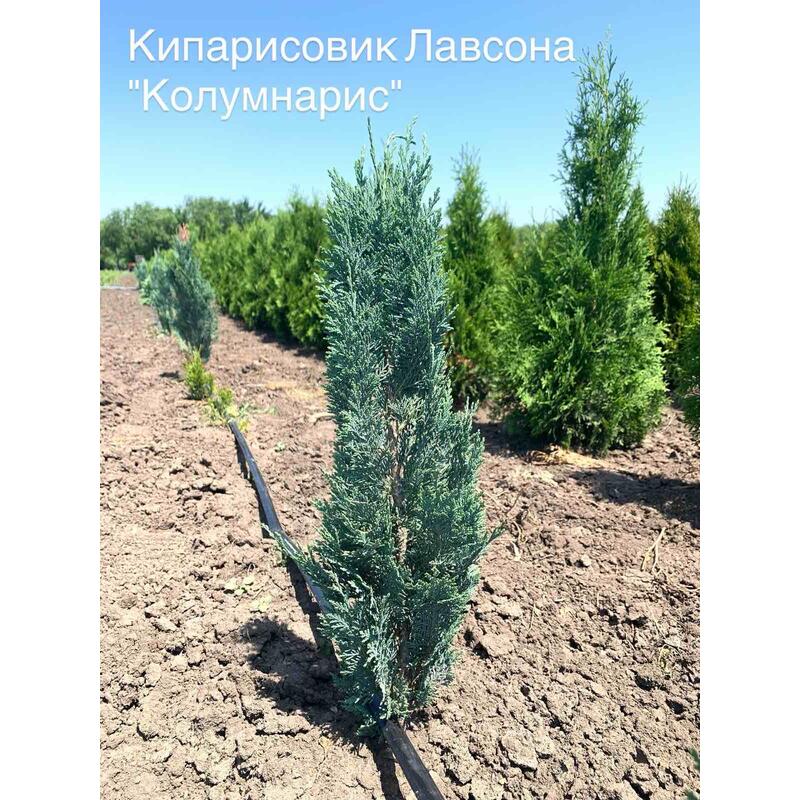 Кипарисовик Лавсона «Колумнарис»